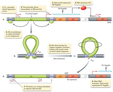 Phase variation of flagellar proteins in Salmonella enterica (gene inversion)