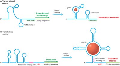 Mechanisms of riboswitch regulation: transcriptional and translational control