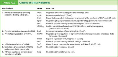 Table of classes of sRNA molecules and their functions