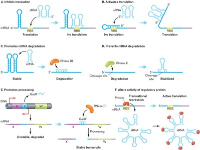 Mechanisms of regulatory sRNA function: inhibition/activation of translation, mRNA degradation, processing, and protein activity alteration