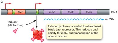 Induction of the lac operon by allolactose binding to LacI