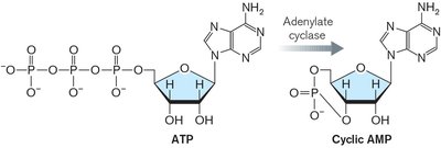 Conversion of ATP to cAMP by adenylate cyclase