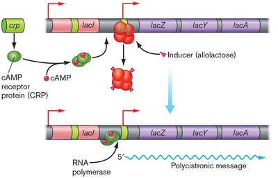 Activation of the lac operon by cAMP-CRP and allolactose