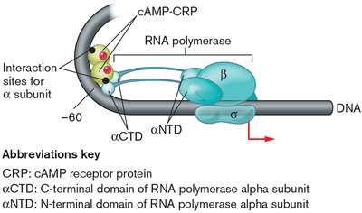CRP-cAMP interaction with RNA polymerase at the lac promoter