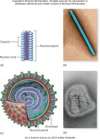 Helical and enveloped helical nucleocapsids