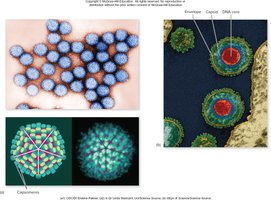 Icosahedral capsids and models