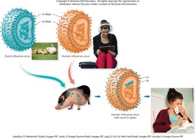 Antigenic shift event in influenza viruses