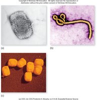 Electron micrographs of various viruses
