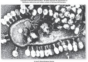 Bacteriophage lytic replication and cell lysis