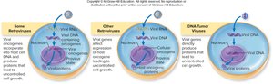 Mechanisms of viral oncogenesis