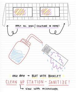 Blotting and cleaning slides after staining, with emphasis on sanitation and microscope use