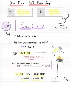 Instructions for Gram staining, including heat fixation and safety reminders