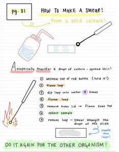 Step-by-step instructions for making a bacterial smear from a solid culture, including flaming and spreading technique