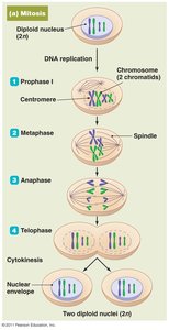 Diagram of mitosis showing the four phases and resulting diploid nuclei