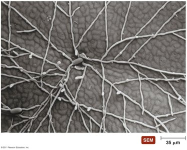 SEM of a fungal mycelium growing on wood