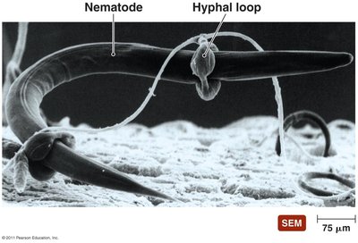 SEM of predation of a nematode by the fungus Arthrobotrys