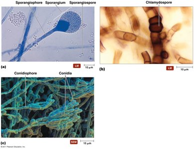 Representative asexual spores of molds