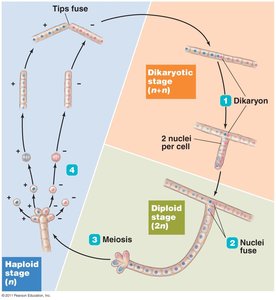 Diagram of the process of sexual reproduction in fungi