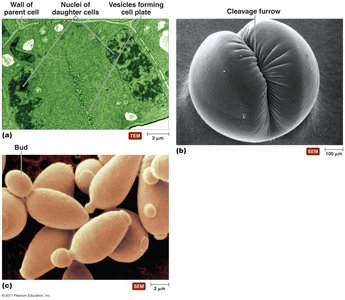 Different types of cytoplasmic division: cell plate formation, cleavage furrow, and budding