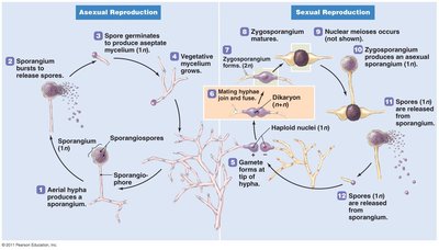 Life cycle of the zygomycete Rhizopus