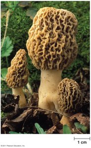 Ascocarps of the common morel, Morchella esculenta