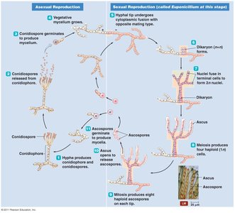 Life cycle of an ascomycete, Penicillium