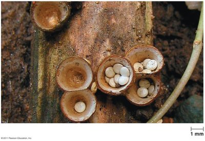 Basidiocarps of the bird’s nest fungus, Crucibulum