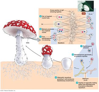Sexual life cycle of a poisonous basidiomycete