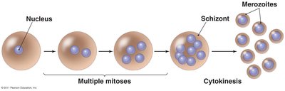 Diagram of schizogony showing multiple mitoses and formation of merozoites
