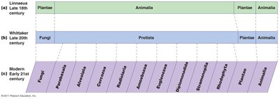 Diagram showing the changing classification of eukaryotes from Linnaeus to modern systems