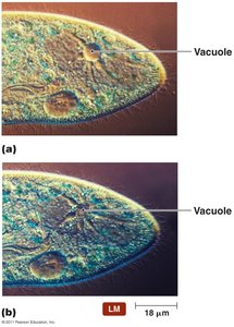 Light micrographs showing contractile vacuoles in protozoa
