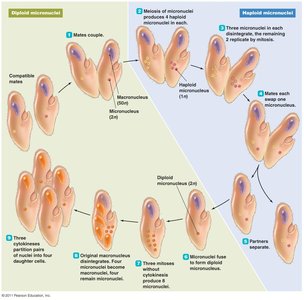 Diagram of sexual reproduction via conjugation in ciliates