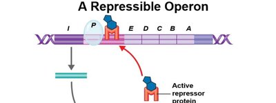 A repressible operon: trp operon active repressor