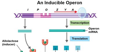 An inducible operon: lac operon inactive repressor