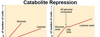 Catabolite repression: growth curves for glucose and lactose