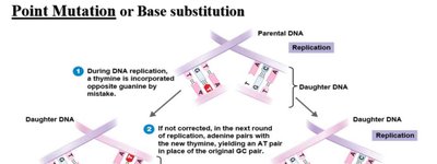 Point mutation or base substitution