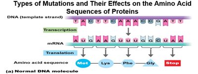 Nonsense mutation