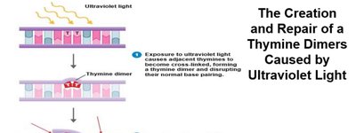 Creation and repair of thymine dimers caused by UV light