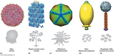 Diversity of virion structures and hosts