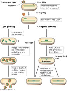 Integration of lambda DNA into host genome