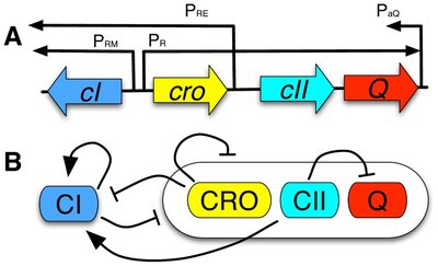 Genetic switch controlling lysogeny and lytic growth in lambda phage