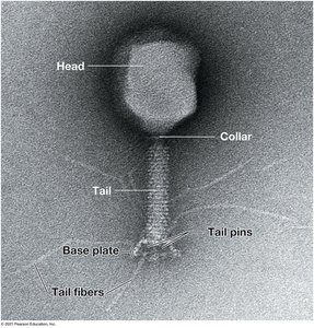 Electron micrograph of a bacteriophage with labeled parts