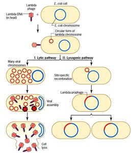 Diagram of lytic and lysogenic cycles of lambda phage