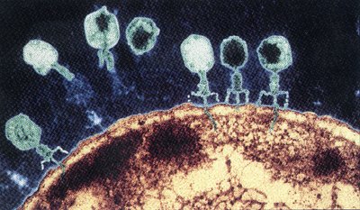 Bacteriophages attaching to a bacterial cell