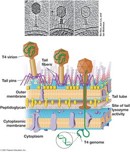 T4 phage penetration and genome injection into E. coli