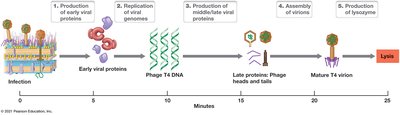 Timeline of T4 phage infection and lysis