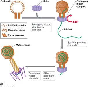 Phage genome packaging mechanism