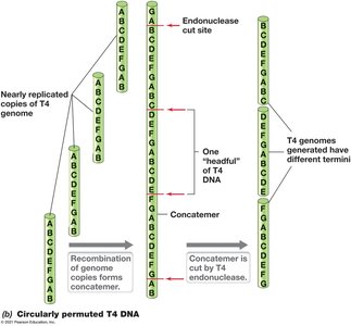 Lytic and lysogenic pathways of temperate phage