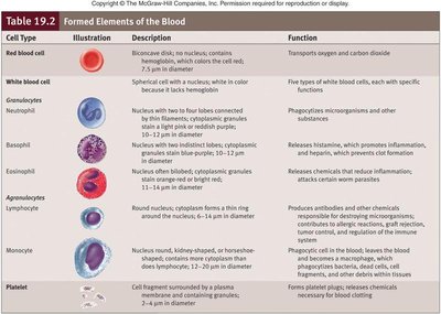 Formed elements of the blood table