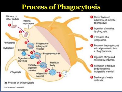 Process of phagocytosis diagram